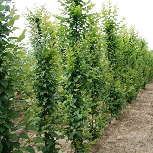 Haagbeuk beveerd (Carpinus betulus 'Frans Fontaine')